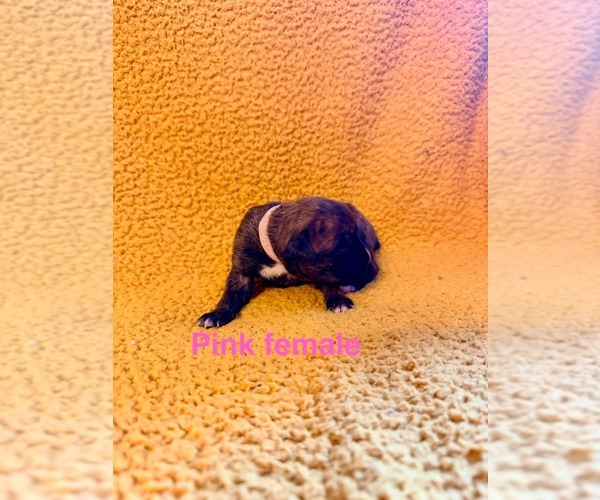 Medium Photo #5  Breeder Profile in WALNUT GROVE, MO, USA