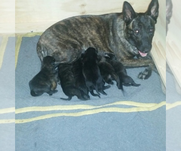 Medium Photo #1  Breeder Profile in CYPRESS, TX, USA