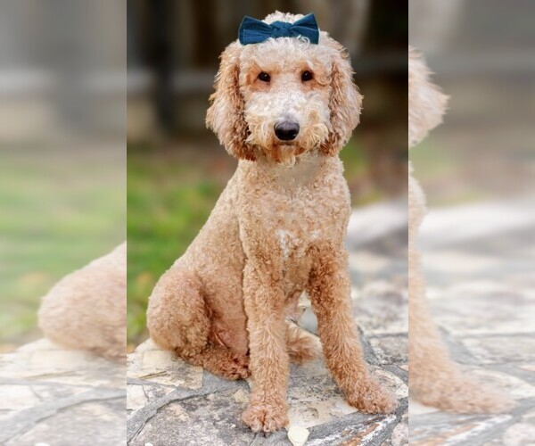Medium Photo #1  Breeder Profile in SAN ANTONIO, TX, USA