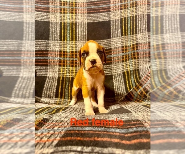 Medium Photo #7  Breeder Profile in WALNUT GROVE, MO, USA
