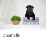 Small Photo #3  Breeder Profile in COON RAPIDS, MN, USA
