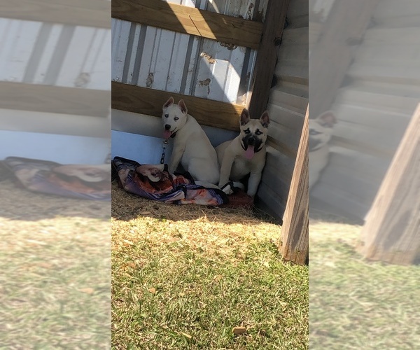 Medium Photo #1  Breeder Profile in HIALEAH, FL, USA