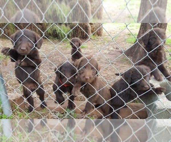 Medium Photo #1  Breeder Profile in MUSKOGEE, OK, USA