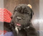 Small #9 Breeder Profile image