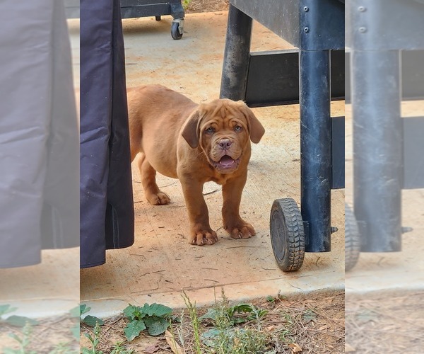 Medium Photo #6  Breeder Profile in MONROE, GA, USA