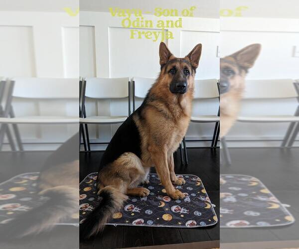 Medium Photo #31  Breeder Profile in NEWNAN, GA, USA
