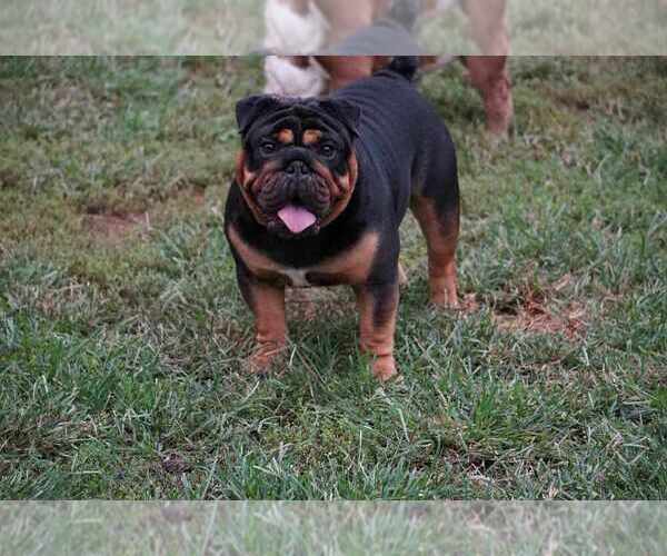 Medium Photo #5  Breeder Profile in LOUISA, VA, USA