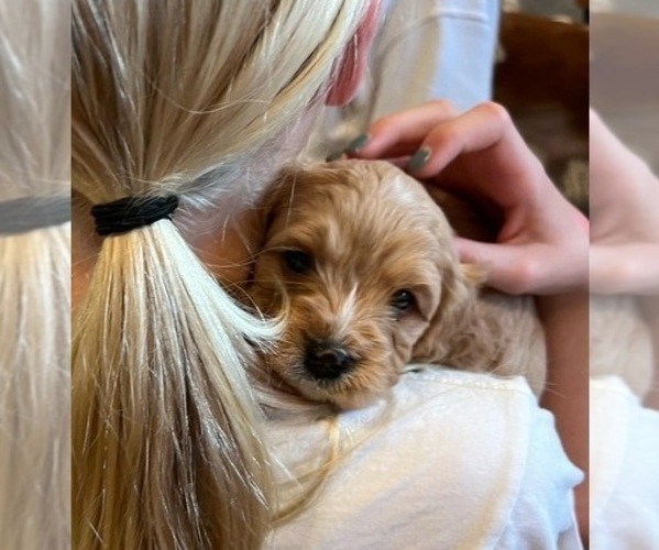 Medium Photo #1  Breeder Profile in ROCKLIN, CA, USA