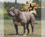 Small Photo #17  Breeder Profile in CLEARWATER, FL, USA