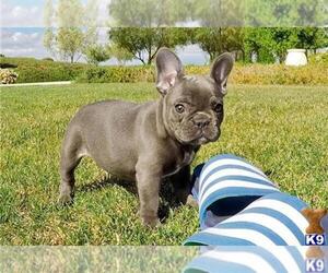 Main photo of French Bulldog Dog Breeder near UNION CITY, GA, USA