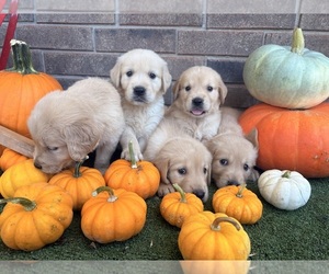 Golden Retriever Dog Breeder near GILLETT, AR, USA