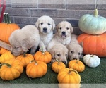 Small breeder photo
