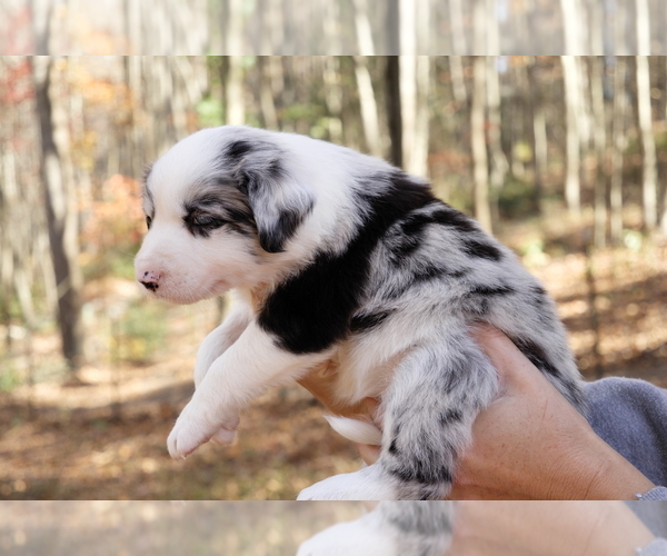 Medium Photo #6  Breeder Profile in DELTA, PA, USA
