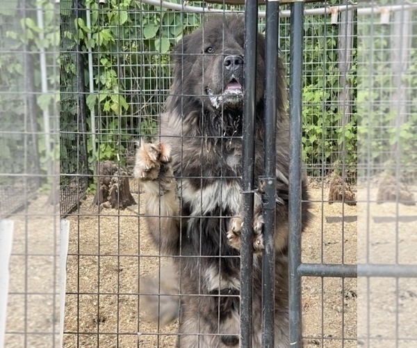 Medium Photo #51  Breeder Profile in TWINING, MI, USA