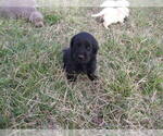Small Photo #3  Breeder Profile in CONNELLYS SPRINGS, NC, USA