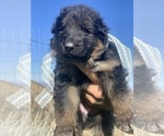 Small #66 Breeder Profile image