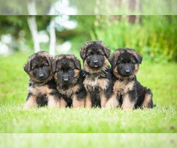 Medium Photo #1  Breeder Profile in ELLENBORO, NC, USA