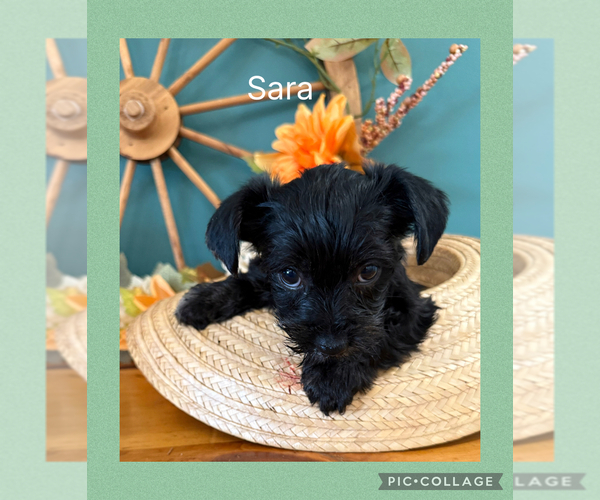 Medium Photo #7  Breeder Profile in BENNINGTON, IN, USA