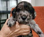 Small #19 Breeder Profile image