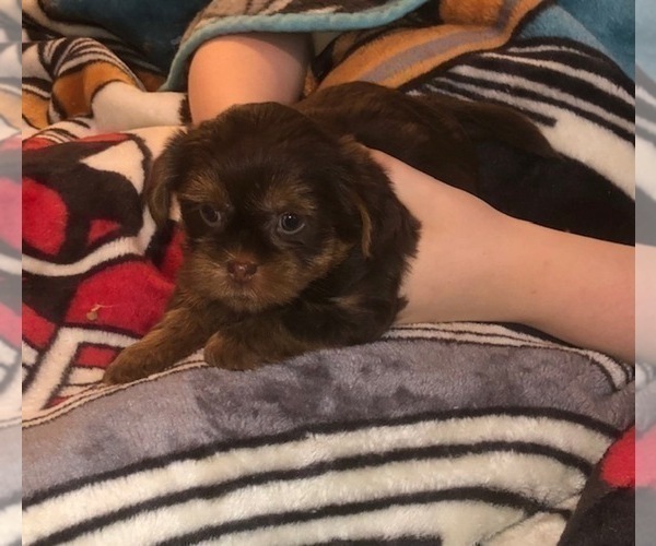 Medium Photo #26  Breeder Profile in SCOTTSDALE, AZ, USA