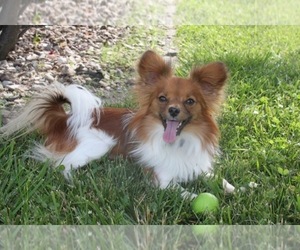 Papillon Dog Breeder near CO SPGS, CO, USA