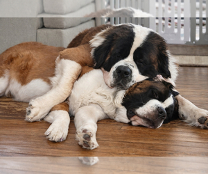 Saint Bernard Dog Breeder near REEDSBURG, WI, USA