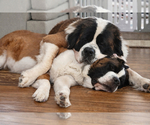Small breeder photo