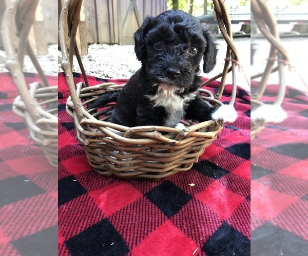 Medium Photo #16  Breeder Profile in AUGUSTA, WV, USA