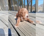 Small #80 Breeder Profile image