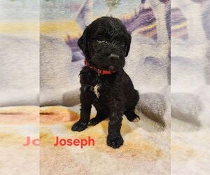 Golden Mountain Doodle  Dog Breeder near MONETA, VA, USA