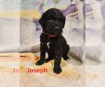 Small breeder photo
