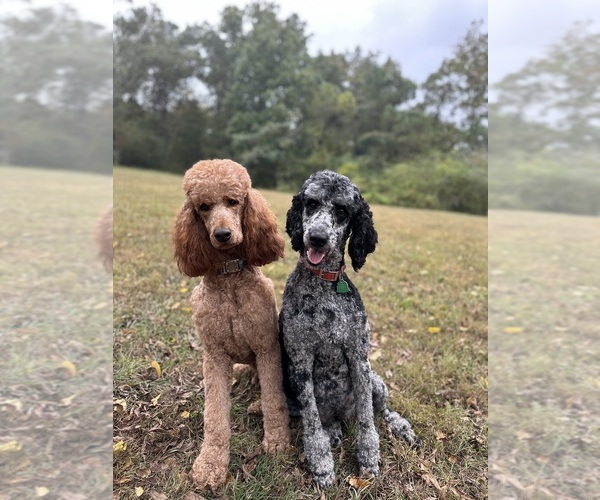 Medium Photo #1  Breeder Profile in POWELL, TN, USA