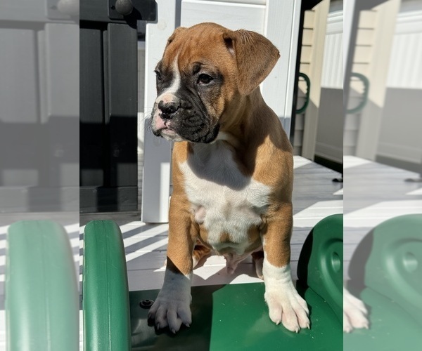 Medium Photo #5  Breeder Profile in CHICAGO, IL, USA