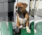 Small #4 Breeder Profile image