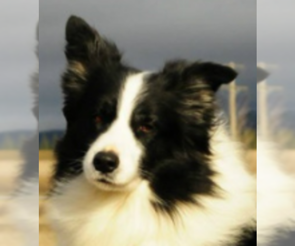 Medium Photo #1  Breeder Profile in DESMET, ID, USA