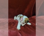 Small #138 Breeder Profile image