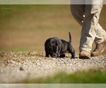 Small #18 Breeder Profile image
