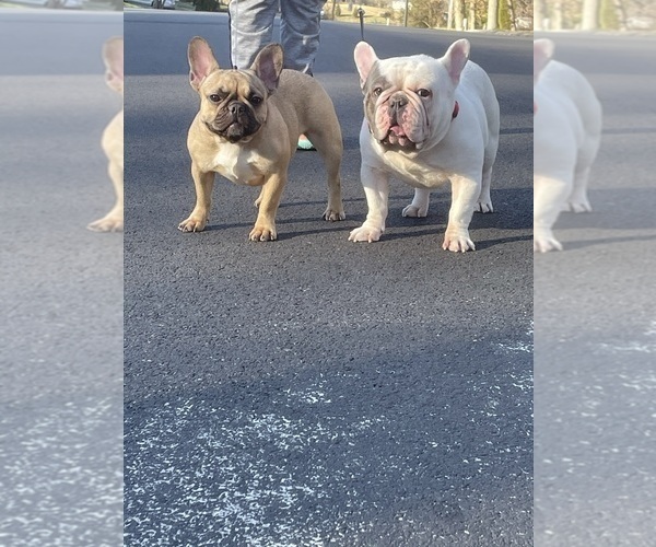 Medium Photo #1  Breeder Profile in DREXEL HILL, PA, USA
