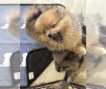 Small #11 Breeder Profile image