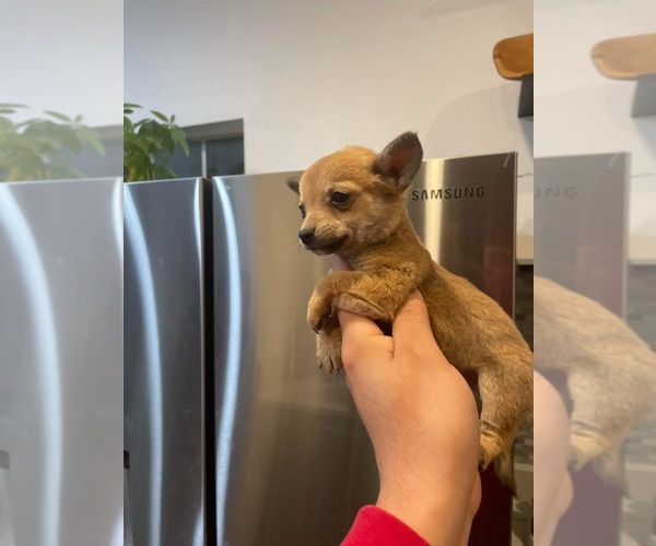 Medium Photo #1  Breeder Profile in BASTROP, TX, USA