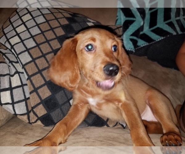 Medium Photo #1  Breeder Profile in MOHNTON, PA, USA
