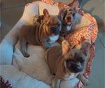 Small breeder photo