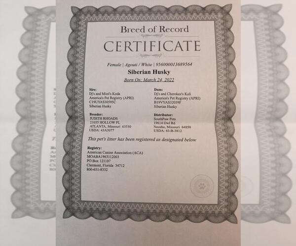 Medium Photo #14  Breeder Profile in MIDDLETOWN, OH, USA