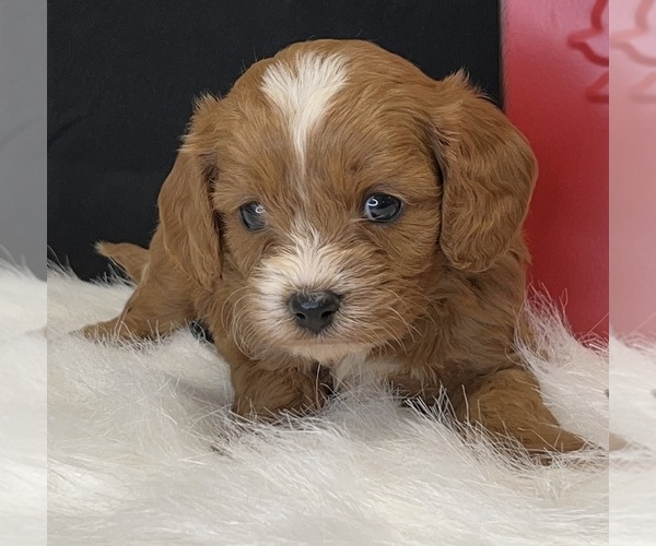Medium Photo #2  Breeder Profile in DUNDEE, OH, USA