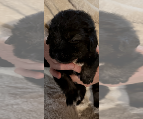 Medium Photo #18  Breeder Profile in AKELEY, MN, USA