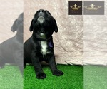 Small Photo #19  Breeder Profile in LEES SUMMIT, MO, USA