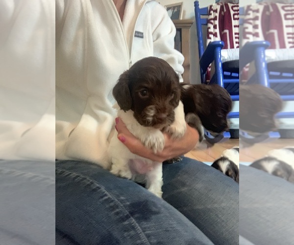 Medium Photo #1  Breeder Profile in GOSHEN, OH, USA
