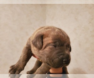 Main photo of Cane Corso Dog Breeder near WALTERS, OK, USA