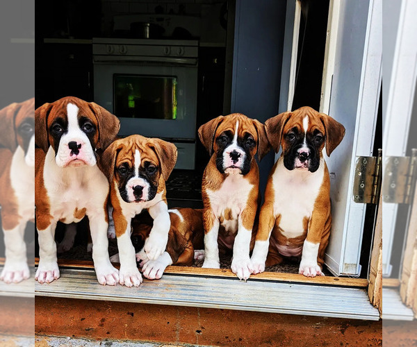 Medium Photo #1  Breeder Profile in POWDER SPRINGS, GA, USA