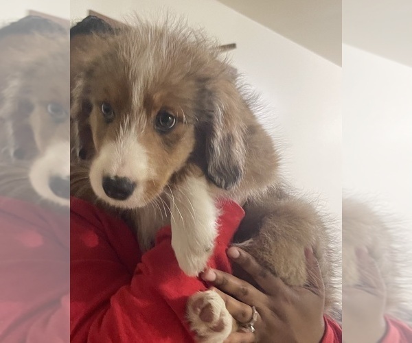 Medium Photo #1  Breeder Profile in NORTH AURORA, IL, USA